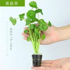 「香菇草」的圖片搜尋結果