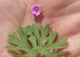 Attēlu rezultāti vaicājumam “Geranium dissectum flower”