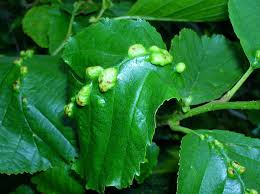 Attēlu rezultāti vaicājumam “Eriophyes laevis”