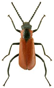 Attēlu rezultāti vaicājumam “Anthocomus rufus”