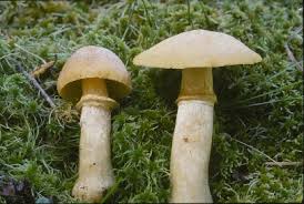 Attēlu rezultāti vaicājumam “Rozites caperata”