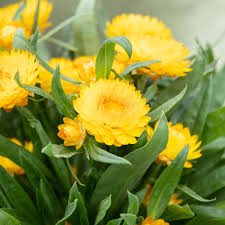 Image result for Strohblume