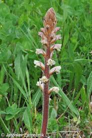 Attēlu rezultāti vaicājumam “Orobanche elatior bud”