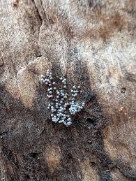 Attēlu rezultāti vaicājumam “Stemonitopsis typhina var. similis spores”