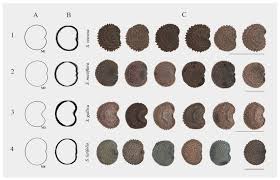 Attēlu rezultāti vaicājumam “Silene wolgensis”