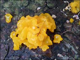 Attēlu rezultāti vaicājumam “Dacrymyces chrysospermus spores”