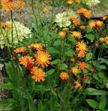 Attēlu rezultāti vaicājumam “Pilosella aurantiaca flower”