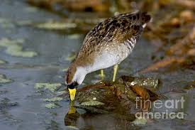 Image result for Porzana carolina