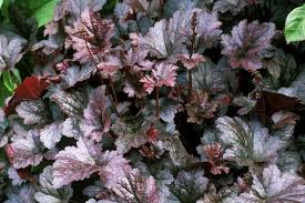 Image result for HEUCHERA americana 'Palace Purple Auslese'
