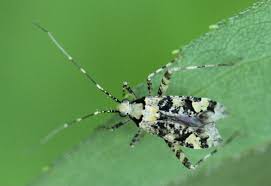 Attēlu rezultāti vaicājumam “Phytocoris tiliae imago”