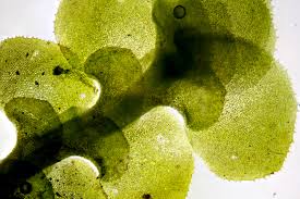 Attēlu rezultāti vaicājumam “Scapania”