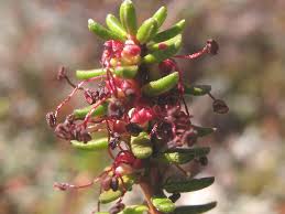 Attēlu rezultāti vaicājumam “Empetrum nigrum fruit”