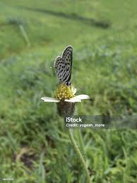 Attēlu rezultāti vaicājumam “Everes argiades”