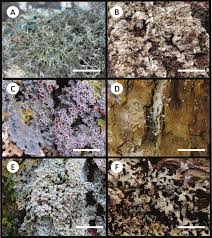Attēlu rezultāti vaicājumam “Arthonia byssacea”