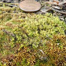 Attēlu rezultāti vaicājumam “Acaulon muticum sporophyte”