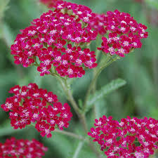 Image result for Achillea millefolium