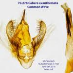 Attēlu rezultāti vaicājumam “Cabera exanthemata male”