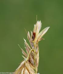 Attēlu rezultāti vaicājumam “Anthoxanthum odoratum flower”
