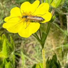 Attēlu rezultāti vaicājumam “Oedemera femorata”