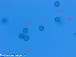 Attēlu rezultāti vaicājumam “Hemitrichia sordivesiculosa sessile”