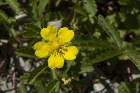 Attēlu rezultāti vaicājumam “Potentilla reptans bud”