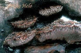 Attēlu rezultāti vaicājumam “Gloiodon strigosus”