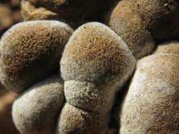 Attēlu rezultāti vaicājumam “Lycogala flavofuscum”