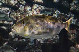 Image result for Dentex dentex