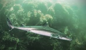 Image result for Squalus acanthias