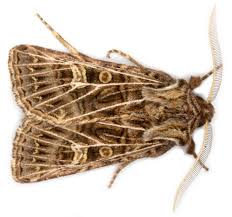 Attēlu rezultāti vaicājumam “Tholera decimalis male”