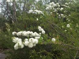 Attēlu rezultāti vaicājumam “Trichia ambigua”