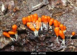 Attēlu rezultāti vaicājumam “Leocarpus fragilis stalked”