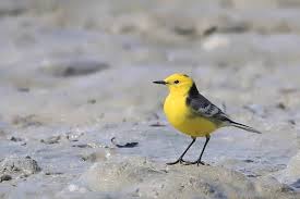 Attēlu rezultāti vaicājumam “Motacilla citreola male”