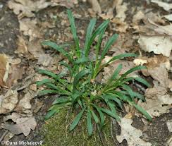 Attēlu rezultāti vaicājumam “Silene viscaria fruit”