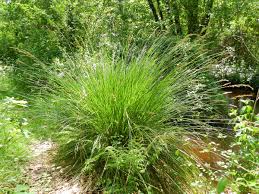 Attēlu rezultāti vaicājumam “Carex paniculata”