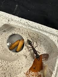 Image result for ytong ants