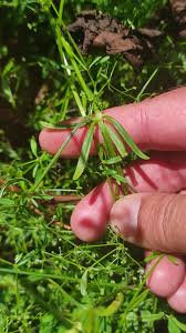 Attēlu rezultāti vaicājumam “Galium elongatum”