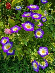 Image result for Convolvulus tricolor