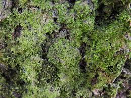 Attēlu rezultāti vaicājumam “Metzgeria violacea”