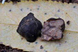 Attēlu rezultāti vaicājumam “Pachyphloeus melanoxanthus”