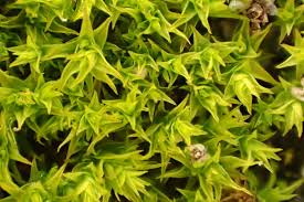 Attēlu rezultāti vaicājumam “Syntrichia latifolia”