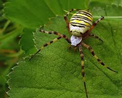 Attēlu rezultāti vaicājumam “Argiope bruennichi female”