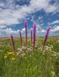 Attēlu rezultāti vaicājumam “Circaea alpina flower”