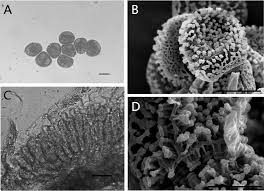 Attēlu rezultāti vaicājumam “Coleosporium sp.”