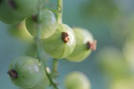 Attēlu rezultāti vaicājumam “Ribes spicatum”