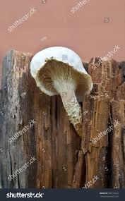 Attēlu rezultāti vaicājumam “Lentinus lepideus”