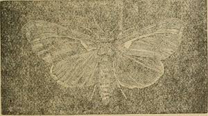 Attēlu rezultāti vaicājumam “Thyatira batis imago”