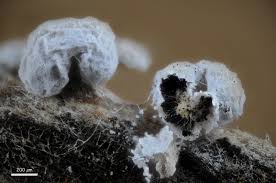 Attēlu rezultāti vaicājumam “Didymium crustaceum”