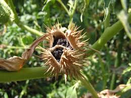 Attēlu rezultāti vaicājumam “Datura stramonium fruit”