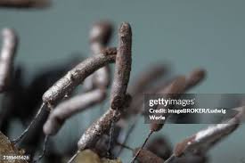 Attēlu rezultāti vaicājumam “Stemonitopsis typhina stalked”